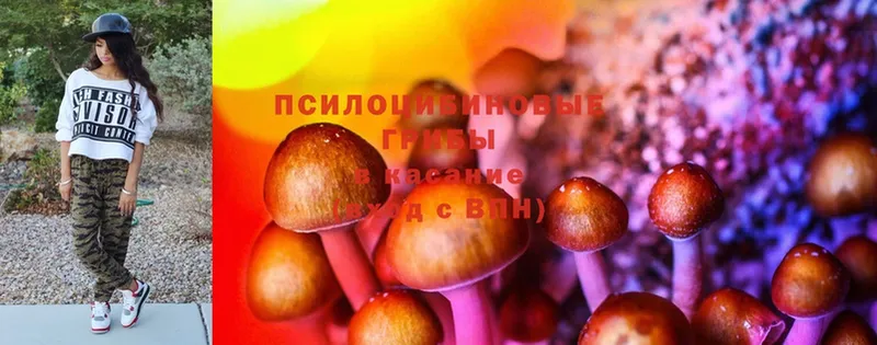 Галлюциногенные грибы Psilocybine cubensis  Лодейное Поле 